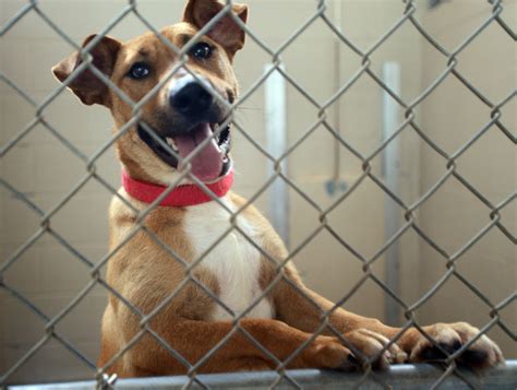 Decatur animal shelter - Decatur Animal Services is a municipal animal shelter that provides adoptions, education, rescue and enforcement of local animal …